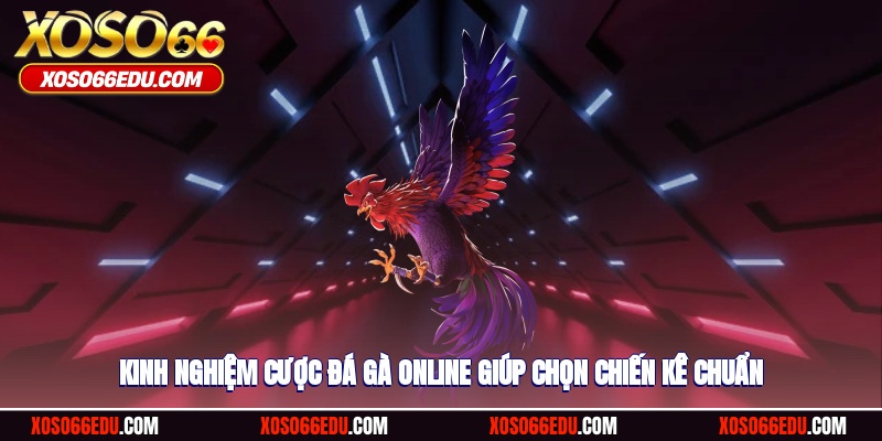 Kinh nghiệm cược đá gà online giúp chọn chiến kê chuẩn